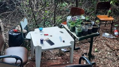 Menor foi apreendido em mata de Paraguaçu Paulista com diversas mudas de maconha - policia