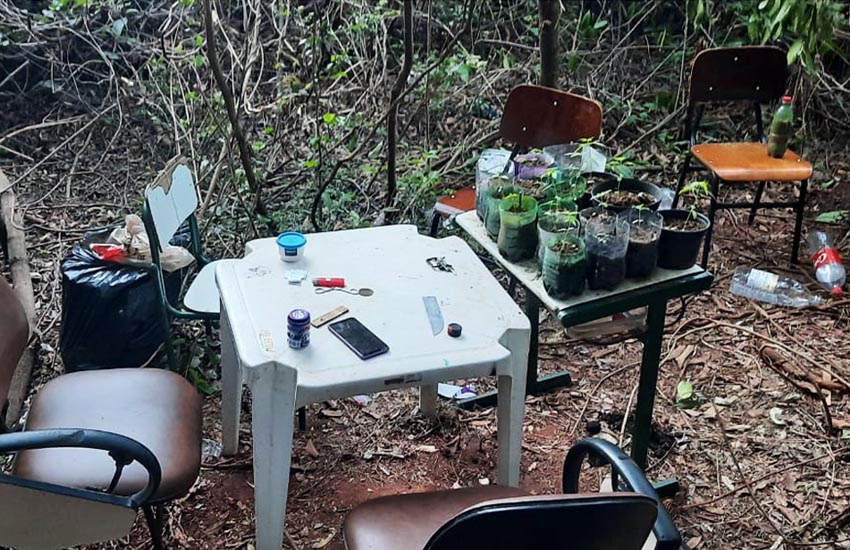 Menor foi apreendido em mata de Paraguaçu Paulista com diversas mudas de maconha - policia
