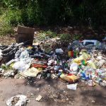 dengue mata folha de paraguacu 1