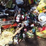 dengue mata folha de paraguacu 12