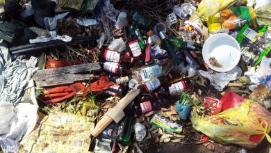 dengue mata folha de paraguacu 12