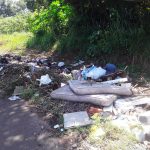 dengue mata folha de paraguacu 8