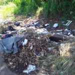 dengue mata folha de paraguacu 9