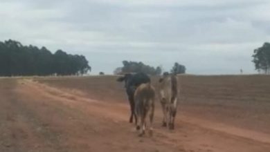 e4acdafd 0a31 4ede bdfa ed91a0317f7e e1621710542689