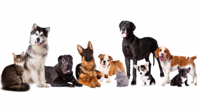 Vacinação contra raiva em cães e gatos