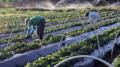 Senado aprova auxílio para agricultores familiares