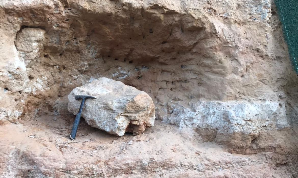Fóssil de dinossauro é encontrado na região