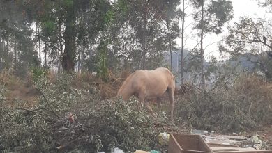 Descarte irregular continua e ate animais pastam no meio de lixo