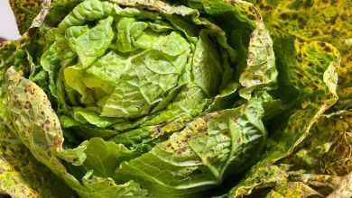 Merenda escolar volta a ser motivo de debate em Paraguaçu