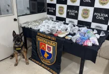 Cães policiais são verdadeiros heróis da segurança pública, realizando mais de 200 operações em apenas 6 meses para detectar drogas e explosivos na capital, garantindo a segurança dos cidadãos e prevenindo a criminalidade.