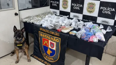 Cães policiais são verdadeiros heróis da segurança pública, realizando mais de 200 operações em apenas 6 meses para detectar drogas e explosivos na capital, garantindo a segurança dos cidadãos e prevenindo a criminalidade.