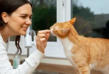 Descubra como melhorar a convivência e o bem-estar de seus gatos com o e-book da USP, que fornece informações preciosas sobre o comportamento e comunicação dos gatos, além de dicas práticas e sugestões para uma convivência harmoniosa.