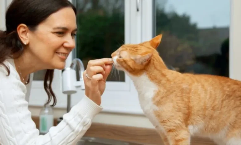 Descubra como melhorar a convivência e o bem-estar de seus gatos com o e-book da USP, que fornece informações preciosas sobre o comportamento e comunicação dos gatos, além de dicas práticas e sugestões para uma convivência harmoniosa.