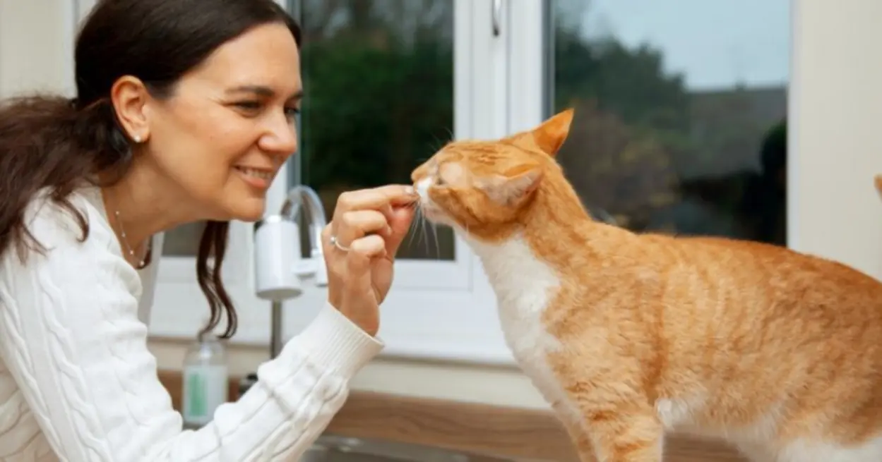 Descubra como melhorar a convivência e o bem-estar de seus gatos com o e-book da USP, que fornece informações preciosas sobre o comportamento e comunicação dos gatos, além de dicas práticas e sugestões para uma convivência harmoniosa.