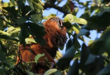 O Programa RefaunaSP lança-se em São Paulo com objetivo de restaurar biodiversidade e proteger espécies silvestres em risco de extinção, fortalecendo governança ambiental e promovendo educação ambiental.