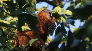 O Programa RefaunaSP lança-se em São Paulo com objetivo de restaurar biodiversidade e proteger espécies silvestres em risco de extinção, fortalecendo governança ambiental e promovendo educação ambiental.