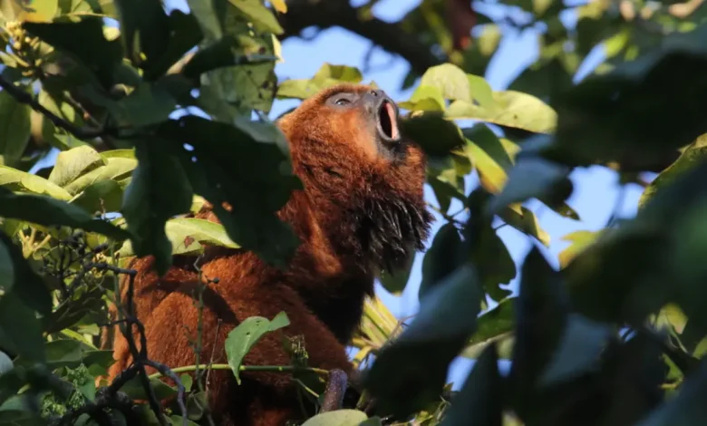 O Programa RefaunaSP lança-se em São Paulo com objetivo de restaurar biodiversidade e proteger espécies silvestres em risco de extinção, fortalecendo governança ambiental e promovendo educação ambiental.