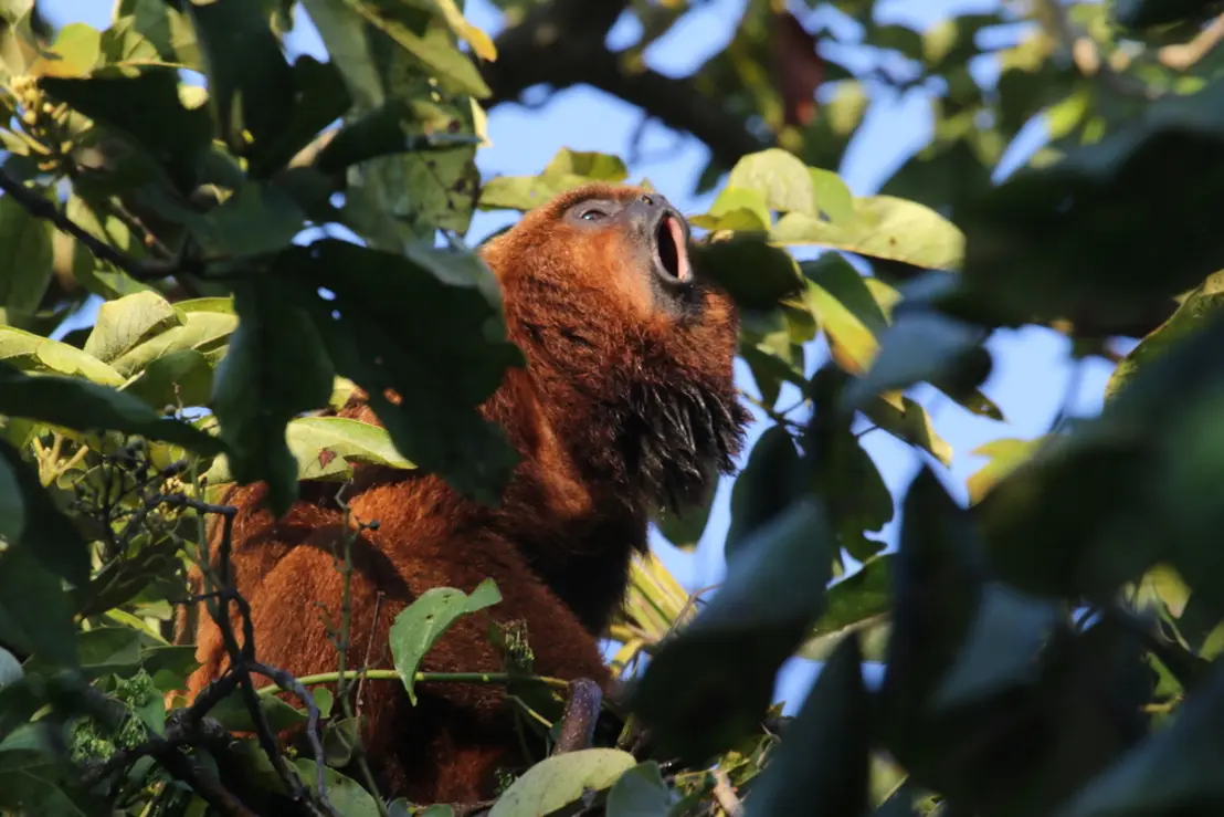 O Programa RefaunaSP lança-se em São Paulo com objetivo de restaurar biodiversidade e proteger espécies silvestres em risco de extinção, fortalecendo governança ambiental e promovendo educação ambiental.