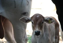 Agricultura brasileira estabelece parcerias globais para mitigar emissões de metano na pecuária, discutindo estratégias e tecnologias com especialistas internacionais para reduzir impacto ambiental e fortalecer cooperação internacional.