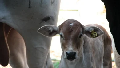Agricultura brasileira estabelece parcerias globais para mitigar emissões de metano na pecuária, discutindo estratégias e tecnologias com especialistas internacionais para reduzir impacto ambiental e fortalecer cooperação internacional.