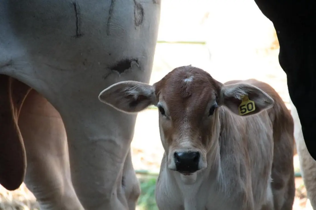 Agricultura brasileira estabelece parcerias globais para mitigar emissões de metano na pecuária, discutindo estratégias e tecnologias com especialistas internacionais para reduzir impacto ambiental e fortalecer cooperação internacional.