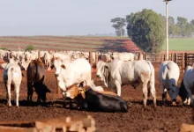 Linha de crédito inovadora da Secretaria de Agricultura do Estado de São Paulo ajuda produtores rurais a melhorar a qualidade de suas operações, investir em tecnologias e construir estruturas essenciais para o bem-estar animal e desenvolvimento regional.