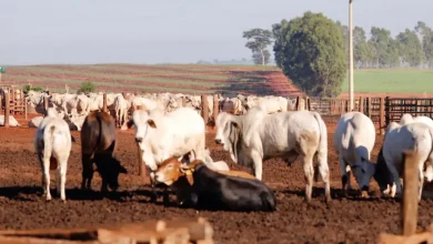 Linha de crédito inovadora da Secretaria de Agricultura do Estado de São Paulo ajuda produtores rurais a melhorar a qualidade de suas operações, investir em tecnologias e construir estruturas essenciais para o bem-estar animal e desenvolvimento regional.