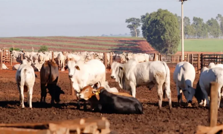 Linha de crédito inovadora da Secretaria de Agricultura do Estado de São Paulo ajuda produtores rurais a melhorar a qualidade de suas operações, investir em tecnologias e construir estruturas essenciais para o bem-estar animal e desenvolvimento regional.