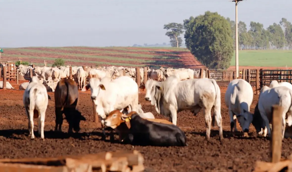 Linha de crédito inovadora da Secretaria de Agricultura do Estado de São Paulo ajuda produtores rurais a melhorar a qualidade de suas operações, investir em tecnologias e construir estruturas essenciais para o bem-estar animal e desenvolvimento regional.