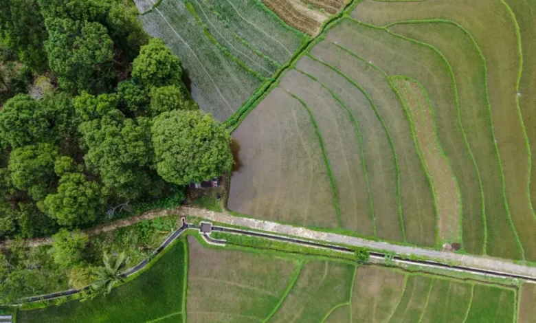 A Secretaria de Agricultura do Estado de São Paulo revolucionou a compensação ambiental com a integração do Cadastro Ambiental Rural, melhorando a gestão de ativos ambientais, tornando-a mais eficiente e transparente, e fornecendo informações precisas para tomada de decisões.