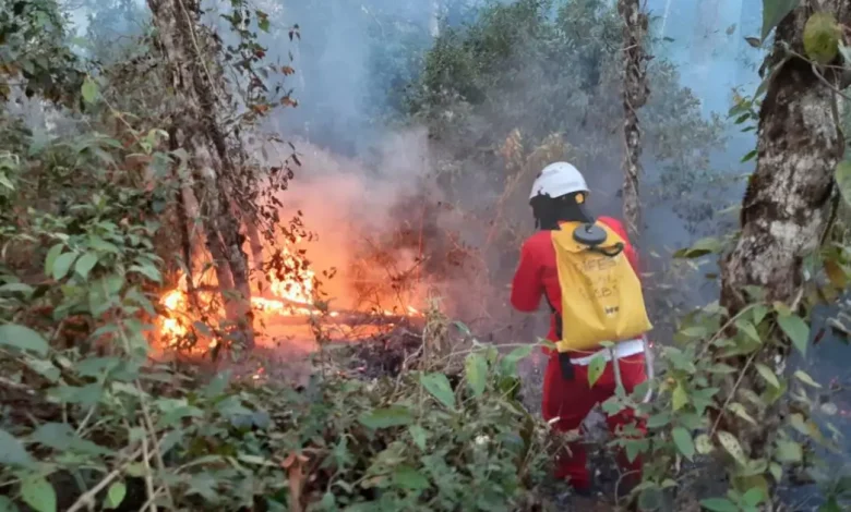 A operação conjunta SP Sem Fogo, entre Polícia Ambiental e Corpo de Bombeiros, fortalece o combate a incêndios em SP, garantindo uma resposta rápida e eficaz às ocorrências durante o período de estiagem.