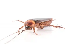 Baratas: segredos para sobreviver em qualquer lugar. Descubra como elas voam, dormem em segurança e resistem à fadiga com um sistema respiratório e nervoso extremamente eficientes.