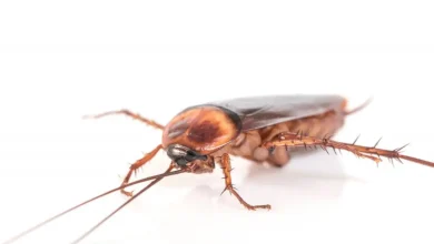 Baratas: segredos para sobreviver em qualquer lugar. Descubra como elas voam, dormem em segurança e resistem à fadiga com um sistema respiratório e nervoso extremamente eficientes.