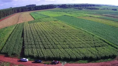 Pesquisadores da Unesp em Dracena exploram o uso de microrganismos para aumentar a produtividade do milho e reduzir o impacto ambiental da agricultura. O foco está na fixação de nitrogênio no solo, diminuindo a necessidade de fertilizantes e promovendo a sustentabilidade.