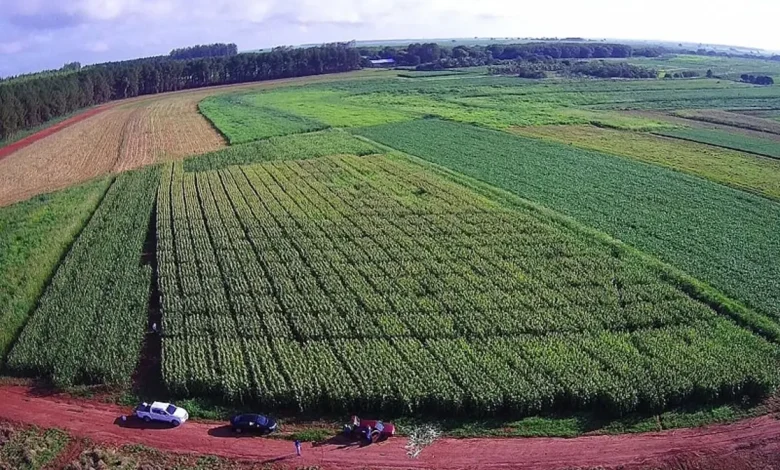 Microrganismos para Milho Sustentável: Unesp em Dracena busca aumentar a produtividade e reduzir o impacto ambiental 1 Pesquisadores da Unesp em Dracena exploram o uso de microrganismos para aumentar a produtividade do milho e reduzir o impacto ambiental da agricultura. O foco está na fixação de nitrogênio no solo, diminuindo a necessidade de fertilizantes e promovendo a sustentabilidade.