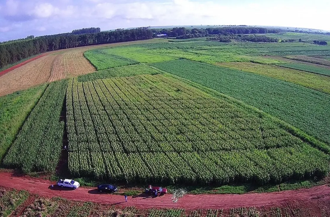 Pesquisadores da Unesp em Dracena exploram o uso de microrganismos para aumentar a produtividade do milho e reduzir o impacto ambiental da agricultura. O foco está na fixação de nitrogênio no solo, diminuindo a necessidade de fertilizantes e promovendo a sustentabilidade.