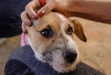 Descoberta de um anti-inflamatório produzido pela USP pode trazer um tratamento mais eficaz e seguro para a artrose em cães idosos, reduzindo dor e inflamação, e potencialmente, influindo no futuro do tratamento da artrose em humanos.
