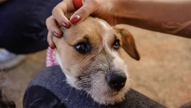Descoberta de um anti-inflamatório produzido pela USP pode trazer um tratamento mais eficaz e seguro para a artrose em cães idosos, reduzindo dor e inflamação, e potencialmente, influindo no futuro do tratamento da artrose em humanos.