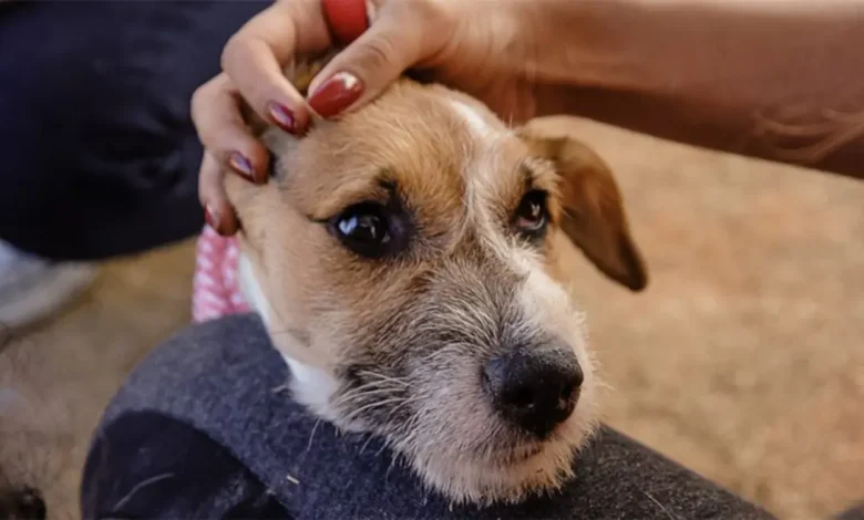 Descoberta de um anti-inflamatório produzido pela USP pode trazer um tratamento mais eficaz e seguro para a artrose em cães idosos, reduzindo dor e inflamação, e potencialmente, influindo no futuro do tratamento da artrose em humanos.