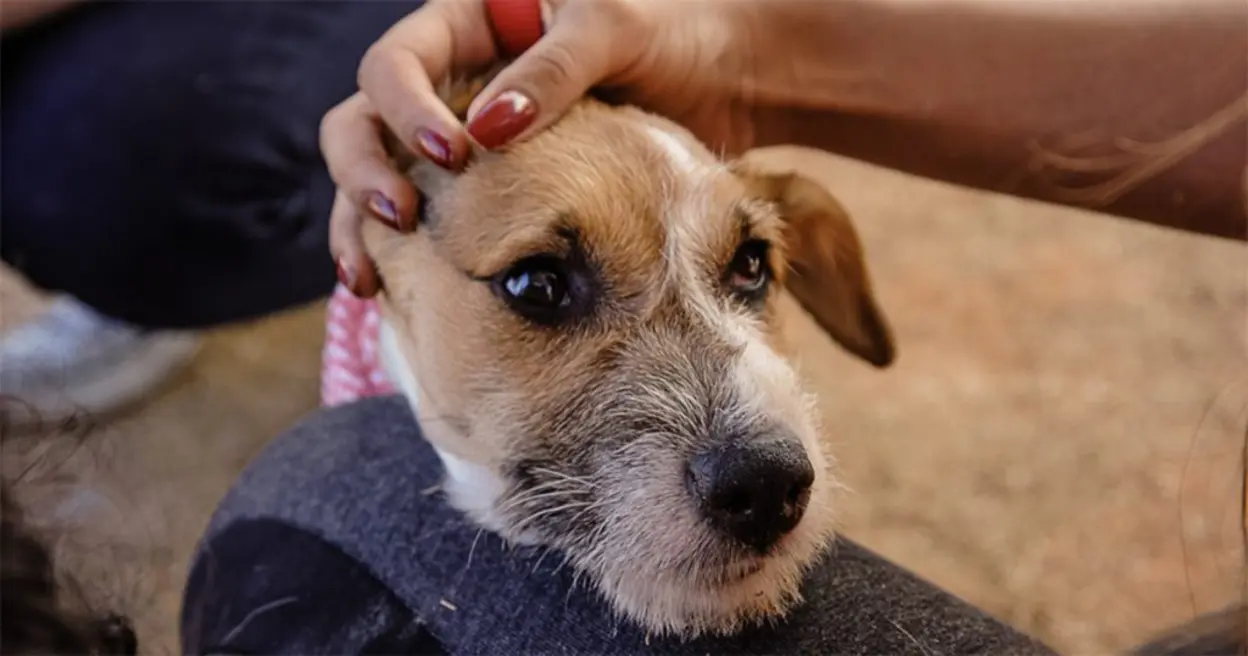 Descoberta de um anti-inflamatório produzido pela USP pode trazer um tratamento mais eficaz e seguro para a artrose em cães idosos, reduzindo dor e inflamação, e potencialmente, influindo no futuro do tratamento da artrose em humanos.