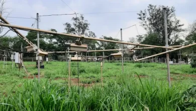 Pesquisadores da USP descobriram que aplicar bactérias em sementes pode proteger plantas contra o aquecimento global. Essa técnica melhora a resistência a secas e altas temperaturas, promovendo a absorção de nutrientes e água. Uma solução natural para agricultura sustentável e segurança alimentar.