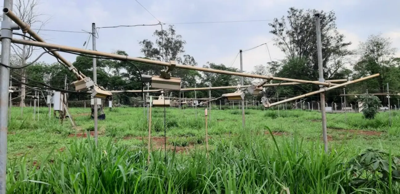 Pesquisadores da USP descobriram que aplicar bactérias em sementes pode proteger plantas contra o aquecimento global. Essa técnica melhora a resistência a secas e altas temperaturas, promovendo a absorção de nutrientes e água. Uma solução natural para agricultura sustentável e segurança alimentar.