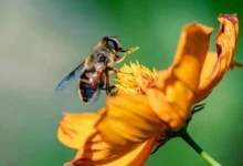 Desbloqueie o potencial da polinização em São Paulo com o e-book premiado Biota Síntese, que destaca a importância da proteção dos habitats naturais e ecossistemas para garantir a sobrevivência das abelhas e outras espécies.