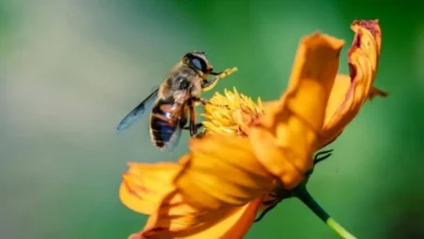 Desbloqueie o potencial da polinização em São Paulo com o e-book premiado Biota Síntese, que destaca a importância da proteção dos habitats naturais e ecossistemas para garantir a sobrevivência das abelhas e outras espécies.