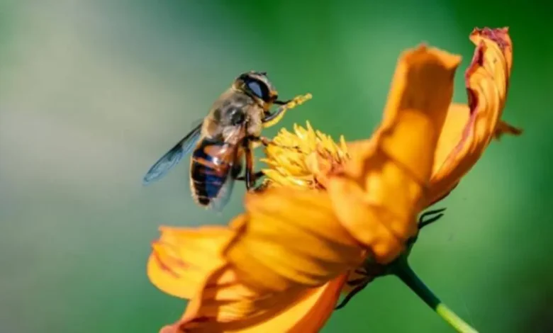 Desbloqueie o potencial da polinização em São Paulo com o e-book premiado Biota Síntese, que destaca a importância da proteção dos habitats naturais e ecossistemas para garantir a sobrevivência das abelhas e outras espécies.