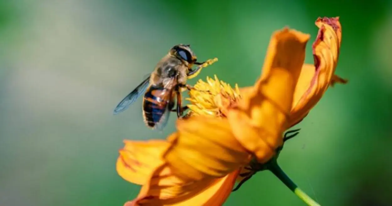 Desbloqueie o potencial da polinização em São Paulo com o e-book premiado Biota Síntese, que destaca a importância da proteção dos habitats naturais e ecossistemas para garantir a sobrevivência das abelhas e outras espécies.