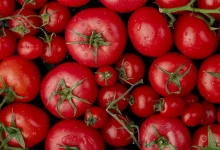 Pesquisadores da USP revolucionam a produção de tomates com edição genética. Tomates com teor aumentado de antioxidantes, como licopeno, prometem maior nutrição e sabor.