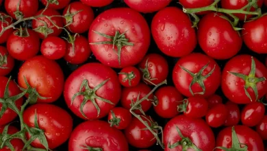 Pesquisadores da USP revolucionam a produção de tomates com edição genética. Tomates com teor aumentado de antioxidantes, como licopeno, prometem maior nutrição e sabor.