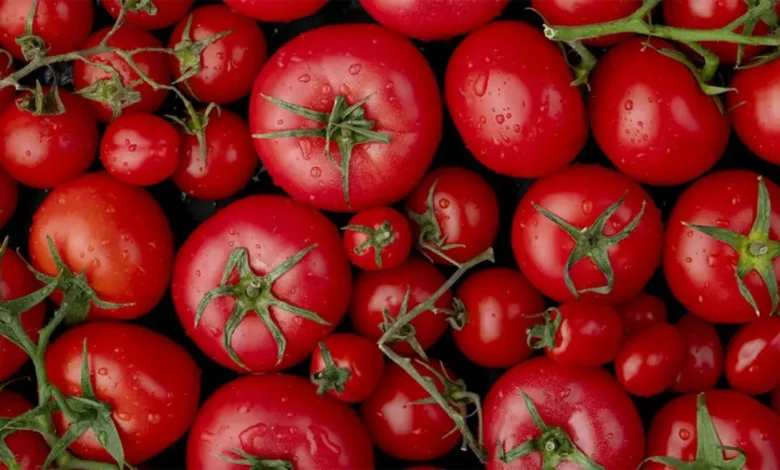 Pesquisadores da USP revolucionam a produção de tomates com edição genética. Tomates com teor aumentado de antioxidantes, como licopeno, prometem maior nutrição e sabor.