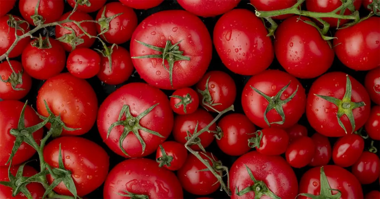 Pesquisadores da USP revolucionam a produção de tomates com edição genética. Tomates com teor aumentado de antioxidantes, como licopeno, prometem maior nutrição e sabor.